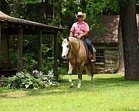 calf-roping-quarter-horse