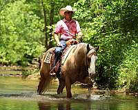 performance-quarter-horse