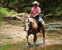 ranch-quarter-horse