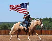 ranch-versatility-quarter-horse