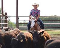 reining-quarter-horse