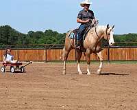 reined-cow-quarter-horse