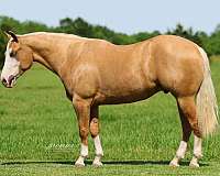 roping-quarter-horse
