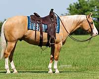 show-quarter-horse
