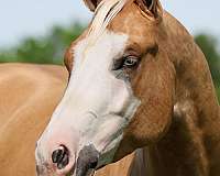 trail-quarter-horse