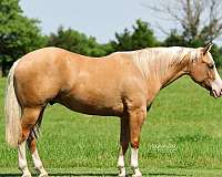 trail-riding-quarter-horse