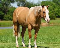 western-riding-quarter-horse