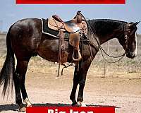 athletic-quarter-horse
