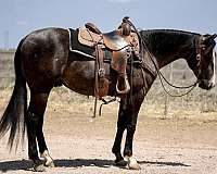 calf-roping-quarter-horse