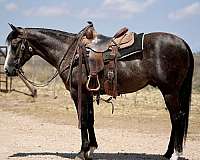 flashy-quarter-horse