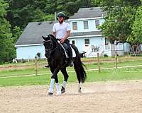 cross-friesian-horse