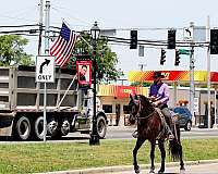 athletic-friesian-horse