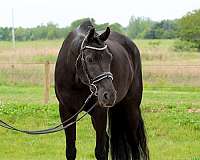 dressage-friesian-horse