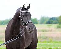flashy-friesian-horse