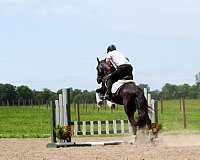 performance-friesian-horse