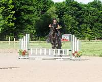 husband-safe-friesian-horse