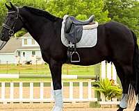 jumping-friesian-horse