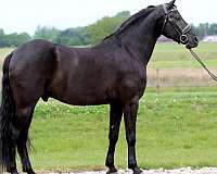 ridden-english-friesian-horse