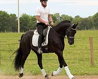ridden-western-friesian-horse