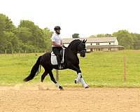 show-friesian-horse