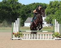 sport-friesian-horse