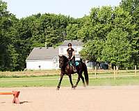 sporthorse-friesian-horse