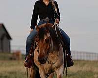 beginner-quarter-horse
