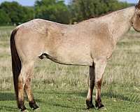 athletic-quarter-horse
