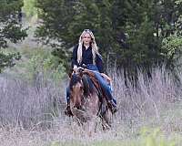 flashy-quarter-horse