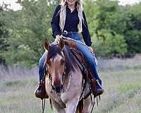 kid-safe-quarter-horse