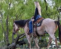 ranch-quarter-horse