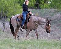 ranch-work-quarter-horse