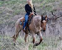 roping-quarter-horse