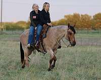 show-quarter-horse