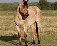 trail-riding-quarter-horse