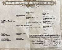 western-riding-quarter-horse