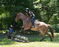 red-roan-percheron-for-sale