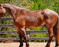 all-around-percheron-horse