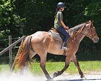cross-percheron-horse