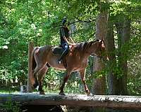 draft-percheron-horse