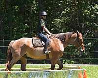 jumping-percheron-horse