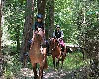 flashy-percheron-horse