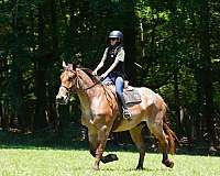 ridden-western-percheron-horse