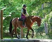 ridden-english-percheron-horse