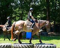 show-percheron-horse