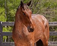 trail-riding-percheron-horse