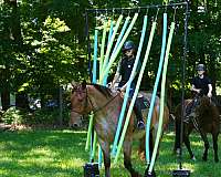 trail-percheron-horse