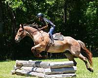 red-roan-percheron-horse