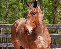 red-roan-percheron