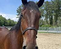 16-hand-draft-gelding